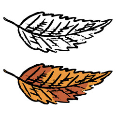 Fototapeta premium Doodles of beech leaf. Realistic ink sketch of autumn fallen leaves. Hand drawn vector illustration. Set of black contour and color element isolated on white. For design, decor, prints, card, sticker.