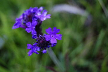 purple flower with pimples