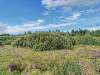 Fototapeta na wymiar marshland with green bushes, grass and purple flowers against a blue cloudy sky