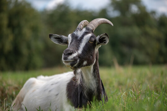 A domestic goat is lying in the grass in a meadow. Photographed in close-up.