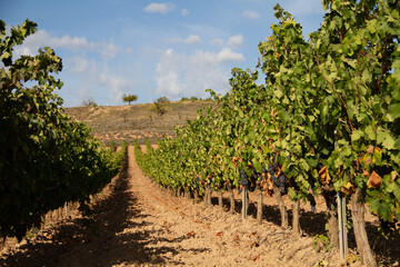 Fototapeta na wymiar View of grapes vineyards in Clavijo near Logroño, La Rioja, Spain