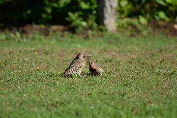 Adult Northern Flicker woodpecker feeding a baby Northern Flicker