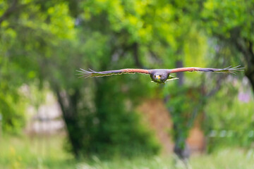 Parabuteo unicinctus - Harris's Buzzard lands on a meadow in the forest and sits on a tree branch....