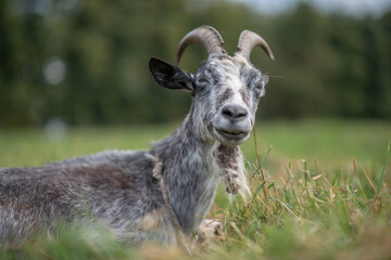 A domestic goat is lying in the grass in a meadow. Photographed in close-up.