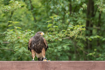 Parabuteo unicinctus - Harris's Buzzard lands on a meadow in the forest and sits on a tree branch. Buzzard is falconed.