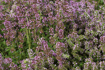 Obraz premium Blooming thyme. Close-up of pink flowers. Ground cover plant for rock garden. selective focus