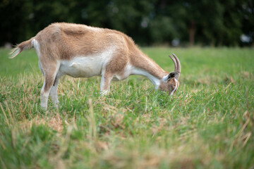 Fototapeta premium A village goat grazes in the grass in a meadow. Photographed in close-up.