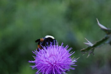 bumblebee on a thistle