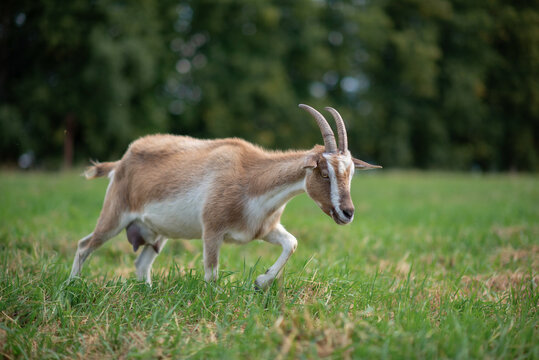 A village goat grazes in the grass in a meadow. Photographed in close-up.