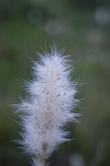 dandelion in the wind