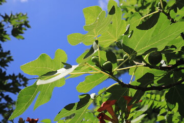 Mediterran, Feigenbaum