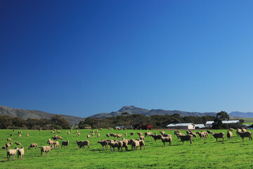 A flock of sheep grazing on a green field