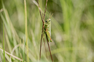 grasshopper on grass