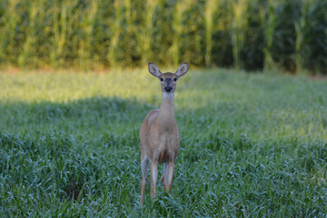 White tail deer doe in hay field