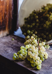 clusters of white and organic grapes on the wooden background, freshly harvested grapes in the village, background