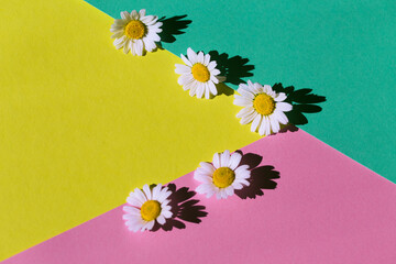Camomile flowers on multicolored  background. Floral backdrop