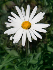 Obraz premium Camomile flower blooming close - up view