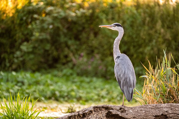 grey heron on branch