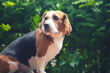 beagle in the grass