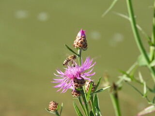 Eine Wespe beschnuppert eine Distel