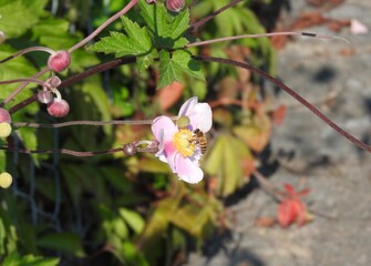 Der Biene schmeckt der Anemonennektar sehr gut