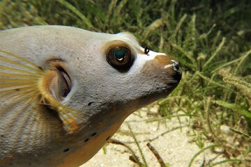Puffer fish