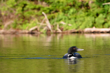 One Loon on Lake Looking Sideways