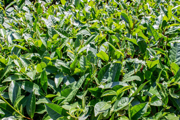 Tea plantation. Leaves on tea bushes, large. Beautiful green Sunny landscape. Blue sky.