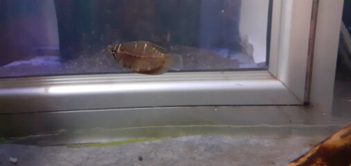 fish in the aquarium