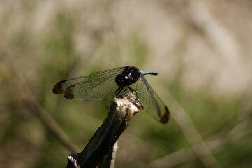 close up of a dragonfly on a branch