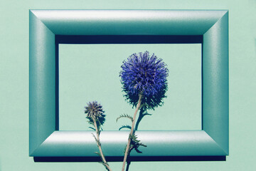Beautiful eryngium flowers on colorful background with a frame.