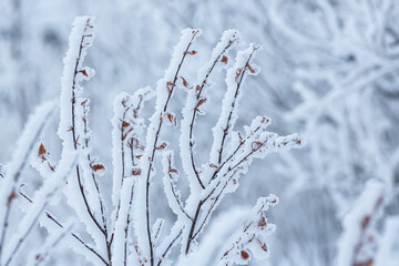 Snow and rime ice on the branches of bushes. Beautiful winter background with twigs covered with...