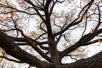 autumn oak tree without leaves