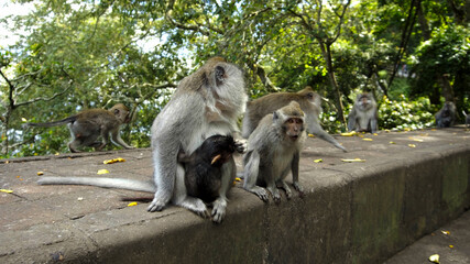 Naklejka na ściany i meble Monkeys waiting for food from tourists on a stone