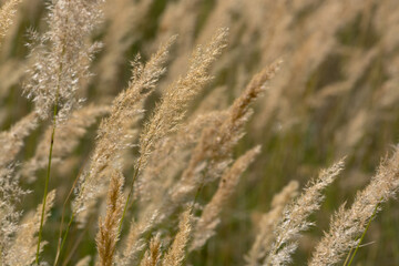 Fototapeta premium Reeds (Phragmites australis) for the background. Ground reed (Calamagrostis epigejos). Kazakhstan.