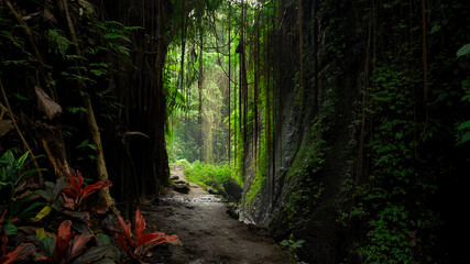 Obraz premium cliff on a mountain with the rocks view with green trees in the jungle