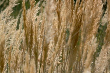 Obraz premium Reeds (Phragmites australis) for the background. Ground reed (Calamagrostis epigejos). Kazakhstan.