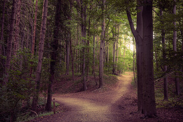 ENCI forest, into the light