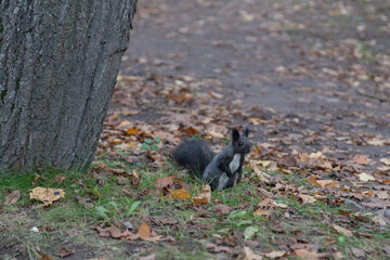 little squirrel sitting in leaves in an autumn park