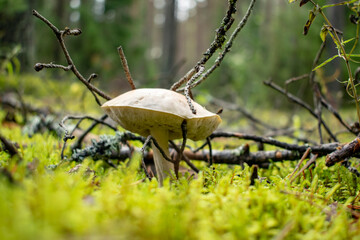 Wild edible mushrooms in a natural forest setting.
