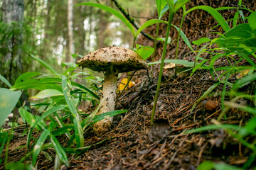 Wild edible mushrooms in a natural forest setting.