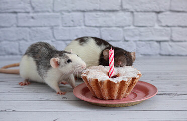 Two black and white rats are eating a sweet and delicious cake or muffin. There is one candle in the cake. Birthday cake.