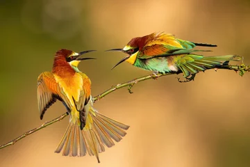 Foto op Aluminium Two european bee-eater, merops apiaster, fighting on bough in summer. Pair of colorful bird moving against each other on branch. Multicolored animals with long beak battle on twig. © WildMedia