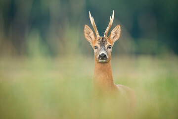 Curious roe deer, capreolus capreolus, watching on meadow in summer nature. Wondering mammal with antlers observing on field with copy space. Wild animal looking to the camera. © WildMedia