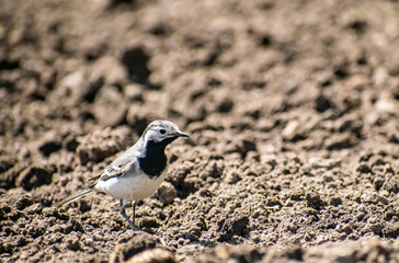 Curious Wagtail jumps along the ground in search of food.