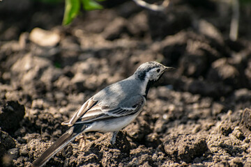 Curious Wagtail jumps along the ground in search of food.
