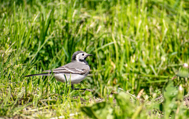 Curious Wagtail jumps along the ground in search of food.