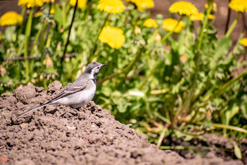 Curious Wagtail jumps along the ground in search of food.