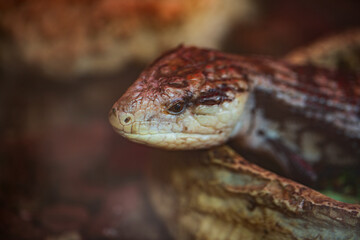 macro of snake in the glass cupboard. shallow focus 