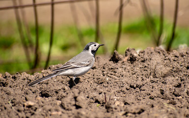 Curious Wagtail jumps along the ground in search of food.